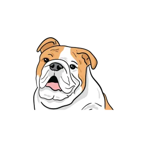 Bulldog